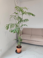 Chamedora Seifrizi(Palma bambusowa)